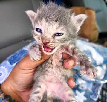 Photo of Cleo