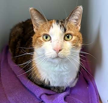 Photo of Lily Peach