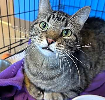Photo of Purrlock Holmes
