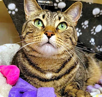Photo of Willow