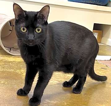 Photo of Glimmer