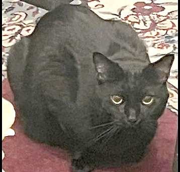Photo of Dennis