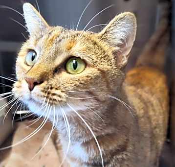 Photo of GLINDA