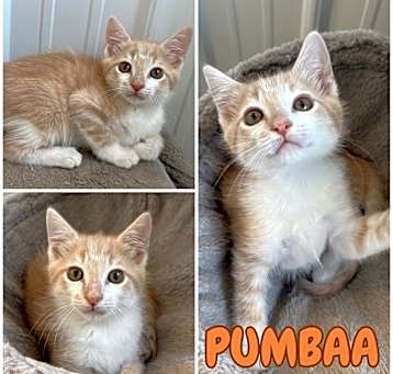 Photo of Pumbaa - SR4