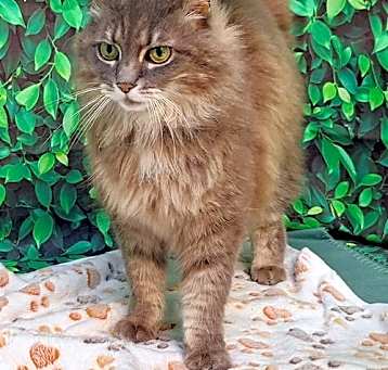Photo of 250355  Maybelle