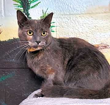 Photo of DAFFODIL