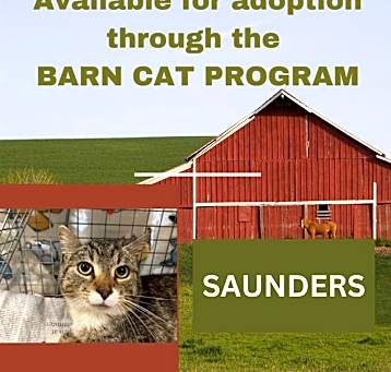 Photo of SAUNDERS BARN CAT