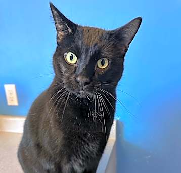 Photo of Shadow