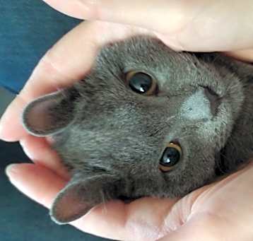Photo of Cici