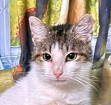 Photo of Nikali
