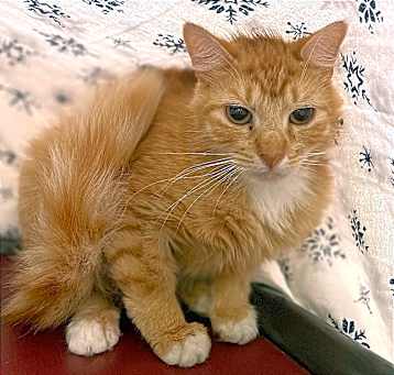 Photo of Goldie