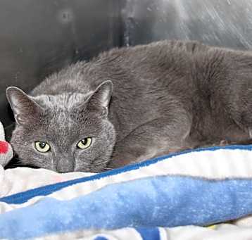 Photo of Grady (Neutered/Declawed)