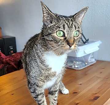 Photo of Akira