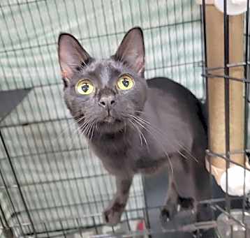 Photo of Eartha Kitt @ Montrose PetSmart