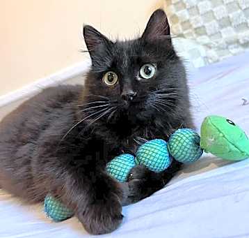 Photo of Jujube