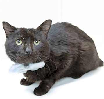 Photo of Onyx