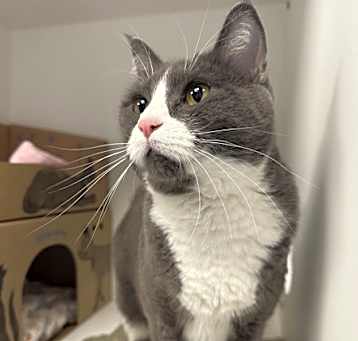 Photo of Peaches (bonded To Bud)
