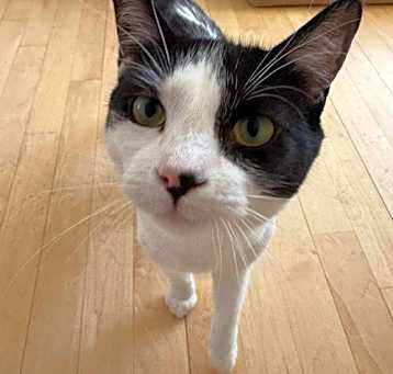 Photo of Sumi