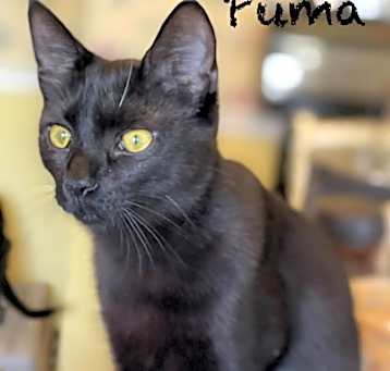 Photo of Pumba
