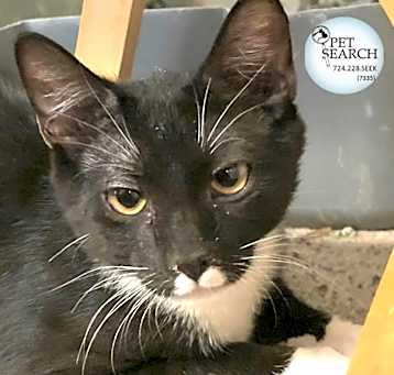 Photo of Domino