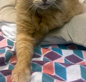 Photo of Louie