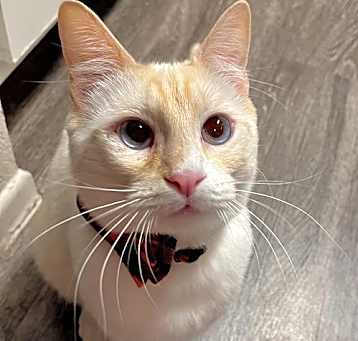 Photo of Bruin (bonded to Iris)