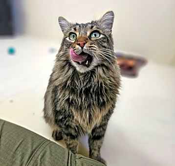 Photo of Pepper