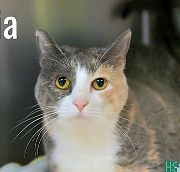 Photo of Leia
