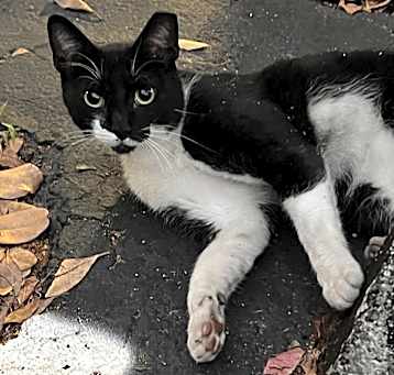 Photo of Tux