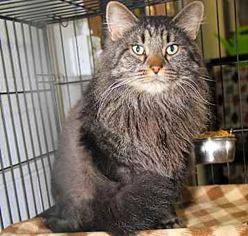 Photo of Shadow (Neutered)