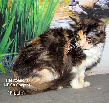 Photo of Pippin