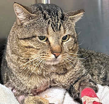 Photo of Benson