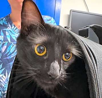 Photo of Lord Licorice 
