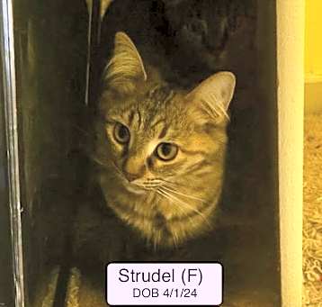 Photo of Strudel