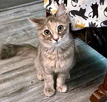 Photo of LunaBella
