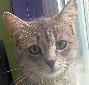 Photo of Muffin