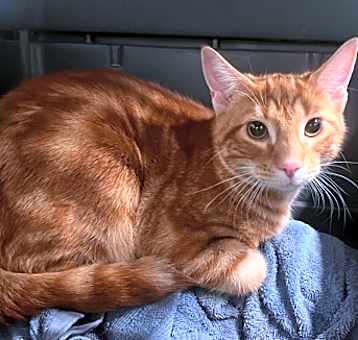 Photo of Flan