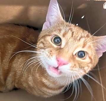 Photo of Churro