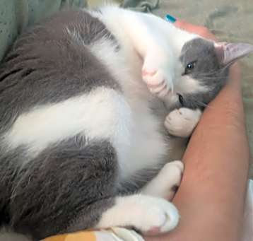 Photo of Milo