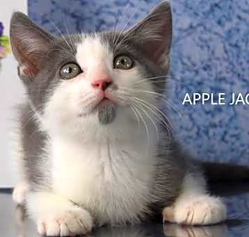 Photo of Apple Jack