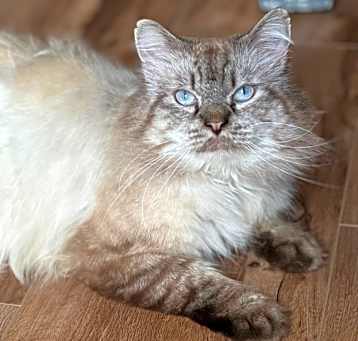 Photo of Pepsi
