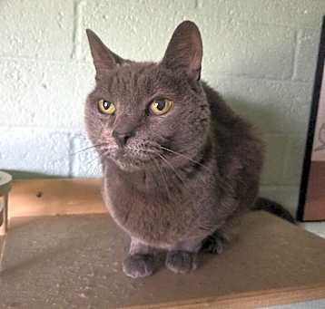 Photo of Silver