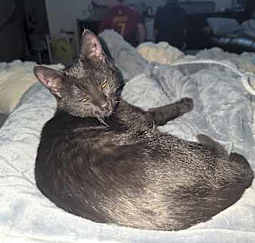 Photo of Bear