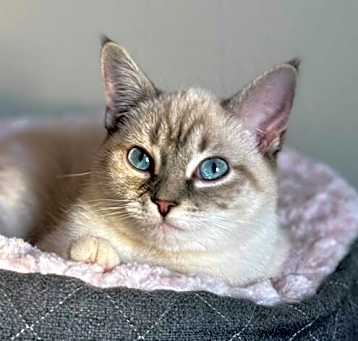 Photo of Mallow