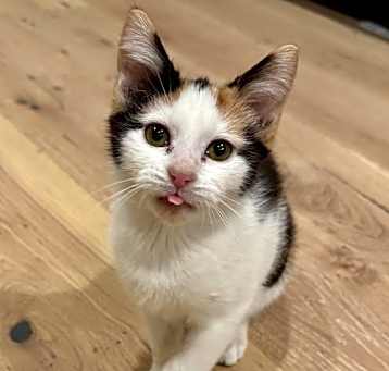 Photo of Snickerdoodle - Bonded Pair