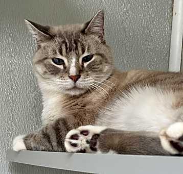 Photo of Cosmo