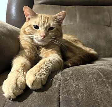 Photo of Tiger
