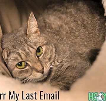 Photo of Purr My Last Email