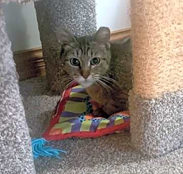 Photo of Penny