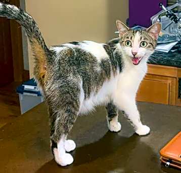 Photo of Cleo